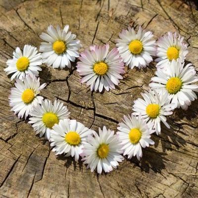 As Mais Lindas Flores